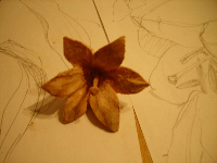 obrazek/thumbnail