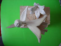 obrazek/thumbnail