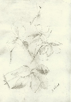 obrazek/thumbnail